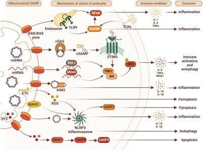 The podocyte: glomerular sentinel at the crossroads of innate and adaptive immunity